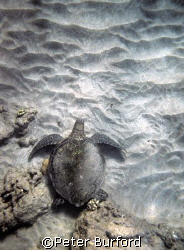 Turtle on the Sand.
Maui (near black sand beach, Makenna... by Peter Burford 